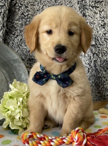 O�kovan� zlat� retr�vr