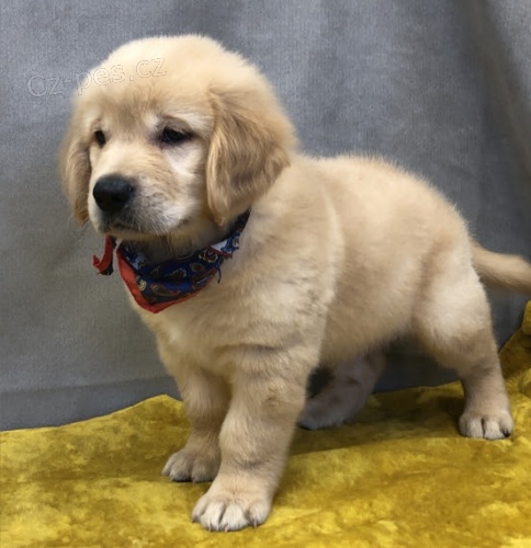 Zlat� retr�vr o�kov�n a od�erven