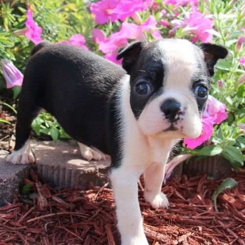 na prodej �t��ata bostonsk�ho teri�ra.