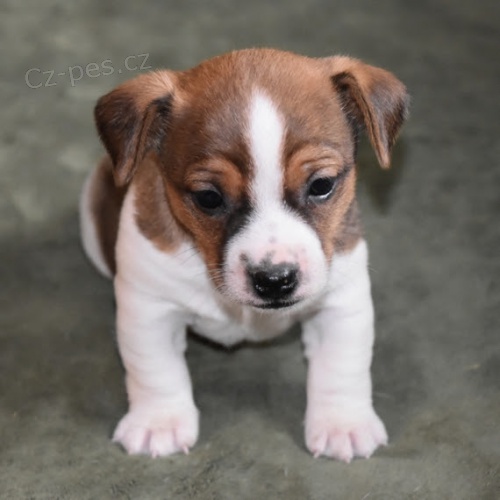 úžasná očkovaná, odčervená a zdravá štěňátka Jack Russell na prodej. úžasná očkovaná, odčervená a zdravá štěňátka Jack Russell na prodej.