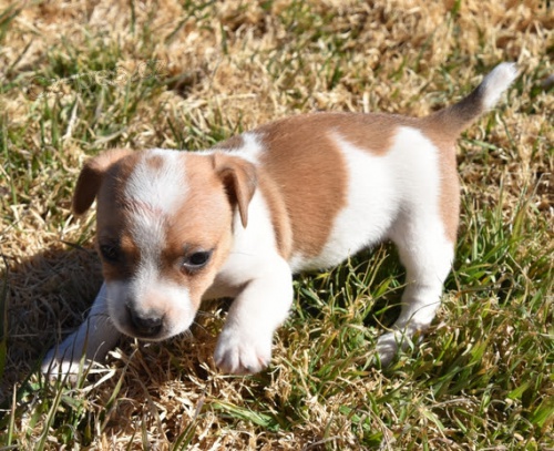 úžasná očkovaná, odčervená a zdravá štěňátka Jack Russell na prodej. úžasná očkovaná, odčervená a zdravá štěňátka Jack Russell na prodej.