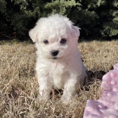 MINI Bichon štěňata na prodej. MINI Bichon štěňata na prodej.