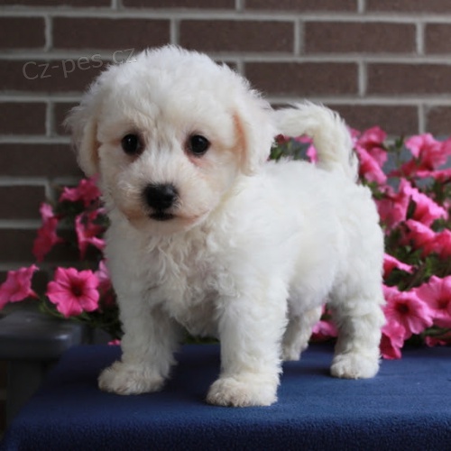 samci a samice bichon frize štěňata na prodej očkovaná a odčervená. samci a samice bichon frize štěňata na prodej očkovaná a odčervená.