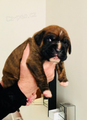 německý boxer štěňata na prodej. německý boxer štěňata na prodej.