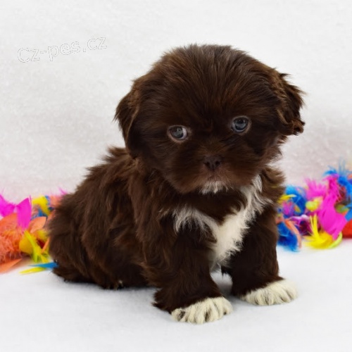 �ern� �t��ata SHIH TZU na prodej o�kovan� a od�erven�