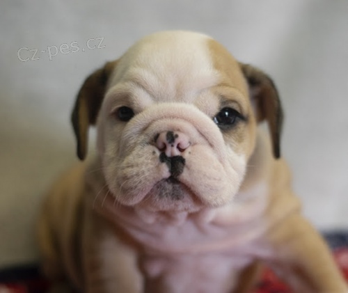 nao�kovan� �t��ata anglick�ho buldoka na prodej