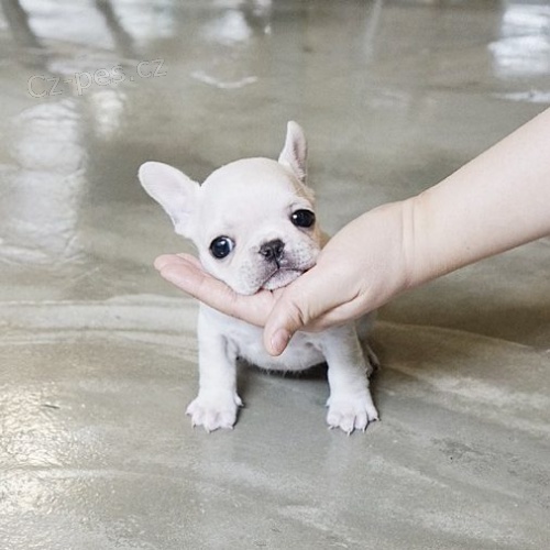 MINI ZDRAV� a VAKCINOVAN� Francouzsk� buldo�ek �t��ata na prodej.