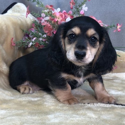 n�dhern� a zdrav� �t��ata jezev��k� na prodej