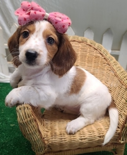 kr�sn� �t��ata jezev��k� na prodej