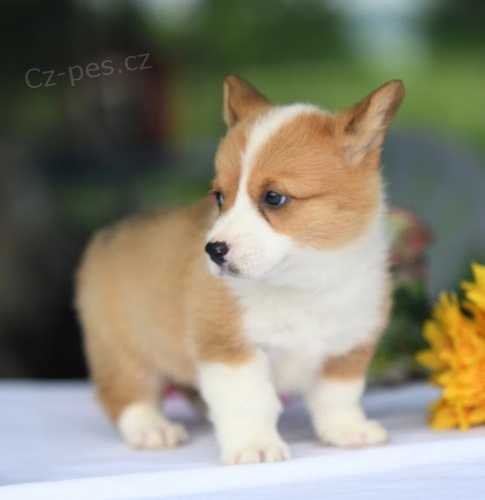 SKV�L� �t��ata Pembroke Welsh Corgi na prodej.