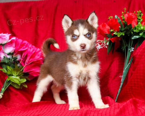 Sibiřský husky Sibiřský husky
