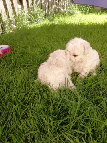 Bichon Frisé ; Bisonek ,pro skutečné domovy. Bichon Frisé ; Bisonek ,pro skutečné domovy.