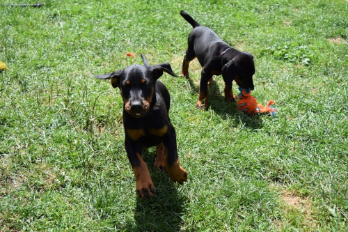 �t��ata Dobrman jsou nyn� k dispozici