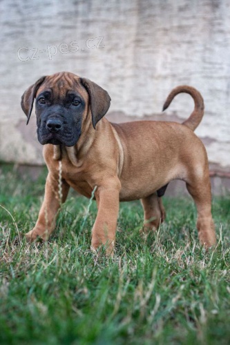 Presa Canario �t��ata 