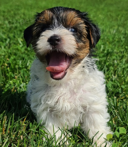 kr�sn� a o�kovan� biewer