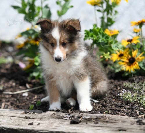 Shetlandský ovčák Štěňata k adopci. Shetlandský ovčák Štěňata k adopci.