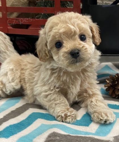 na prodej odčervená a očkovaná štěňata bichon poo. na prodej odčervená a očkovaná štěňata bichon poo.