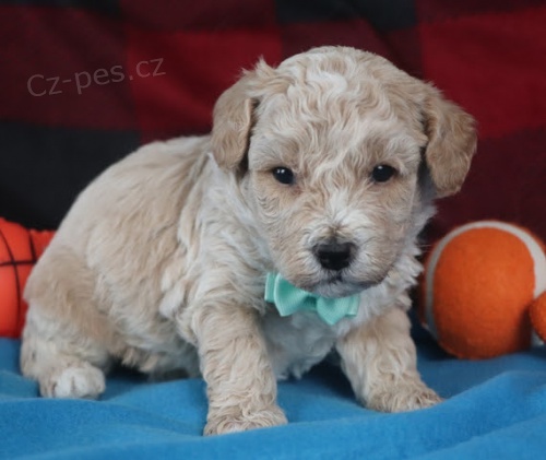 samci a samice odčervení a očkovaní štěňata bichon poo na prodej. samci a samice odčervení a očkovaní štěňata bichon poo na prodej.