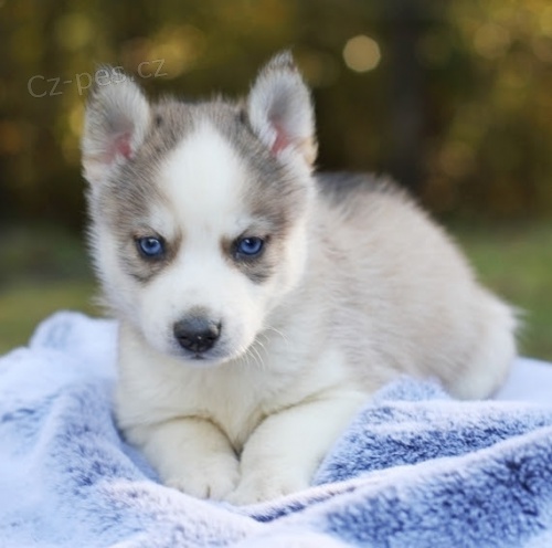 �t��ata Pomskies na prodej (k��enec sibi�sk�ch a pomeransk�ch)