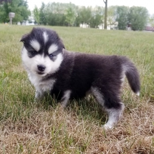 od�erven� a o�kovan� �t���tka Pomskies na prodej (k��enec sibi�sk� a pomeransk�)