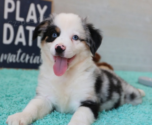 velkolep� �t��ata australsk�ho ov��ka na prodej