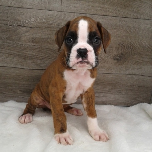 n�dhern� a zdrav� �t��ata americk�ho buldoka na prodej.