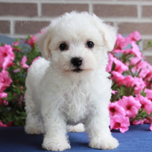 roztomilý úžasný Bichon frize štěňata na prodej. roztomilý úžasný Bichon frize štěňata na prodej.