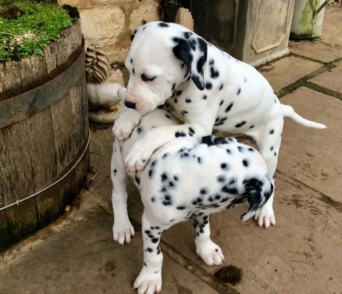 Dalmatsk� �t��ata / Dalmatsk� �t��ata / Dalmatsk� �t��ata