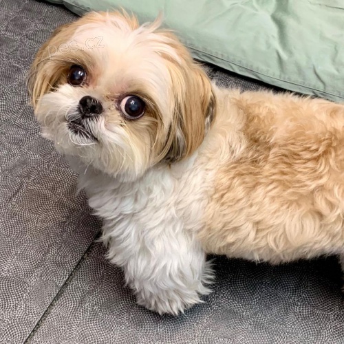 krásný shiht tzu krásný shiht tzu