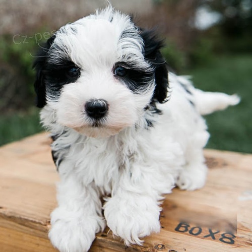 Havansk� �t��ata na prodej.