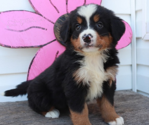 o�kovan� a od�erven� bernsk� sala�nick� pes k adopci.