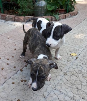 �t��ata americk�ho staford��rsk�ho teri�r