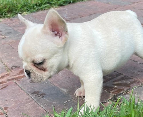 Štěně francouzského buldoka v AKC kvalitě k adopci zdarma !!! Štěně francouzského buldoka v AKC kvalitě k adopci zdarma !!!