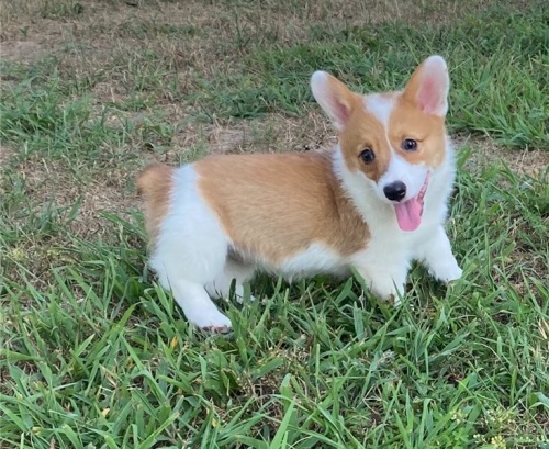 �t��ata corgi