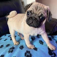 mops mops mops mops