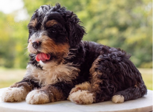 Rozko�n� �t���tka Bernedoodle do nov�ho domova 