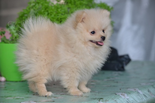 Pomeranian �pic �t�n�