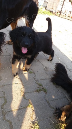 K dispozici 2  �t��ata Hovawart