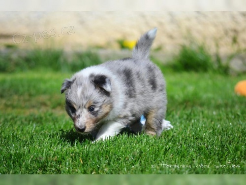 (Sheltie) dispozici jsou štěňata shetlandských ovčáků (Sheltie) (Sheltie) dispozici jsou štěňata shetlandských ovčáků (Sheltie)