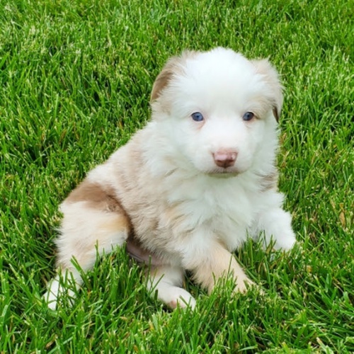 Australsk� ov��k