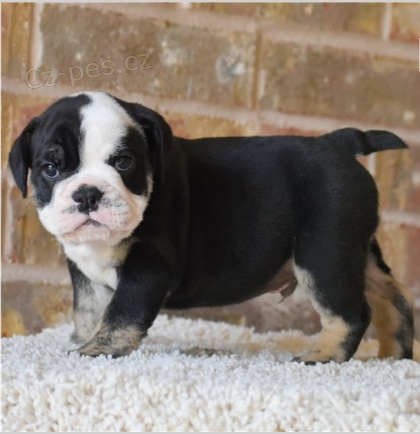Rozko�n� anglick� buldok je p�ipraven k adopci