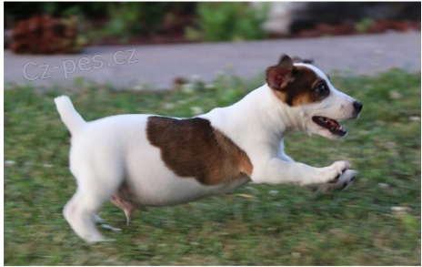 Jack Russell jsou připraveni k adopci. Jack Russell jsou připraveni k adopci.