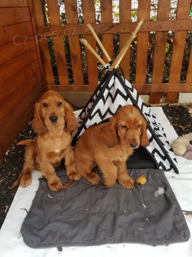 �t���tka kokr�pan�la jsou p�ipravena k adopci.