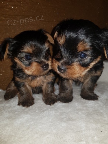 Prod�m �t��ata yorkshire teri�ra.