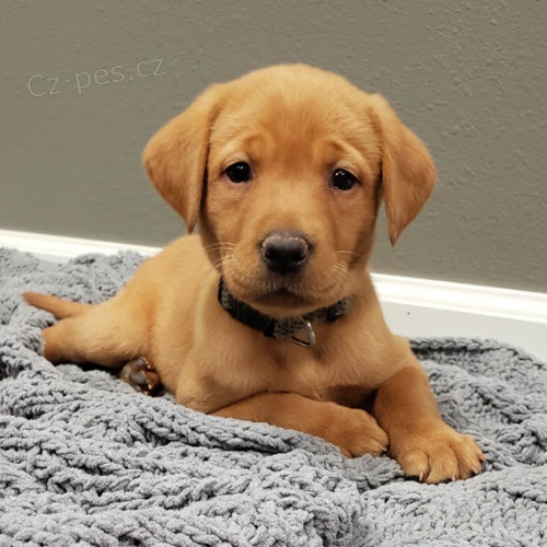 �t��ata labradora na prodej. �t���tka jsou o�kovan�, od�erven� a p�ipraven� j�t do sv� nov� rodiny a domova.