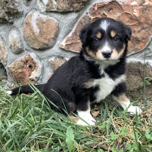 �t���tka border kolie k prodeji. �t���tka jsou o�kovan�, od�erven� a p�ipraven� j�t do sv� nov� rodiny a domova.