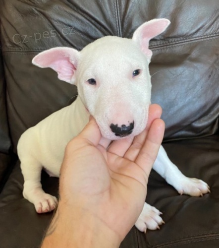 kr�sn� �t��ata anglick�ho bulteri�ra na prodej. V�echna �t��ata jsou o�kovan�, od�erven� a soci�ln� a hygienicky vy�kolen�. Pro v�ce informac� kontaktujte.