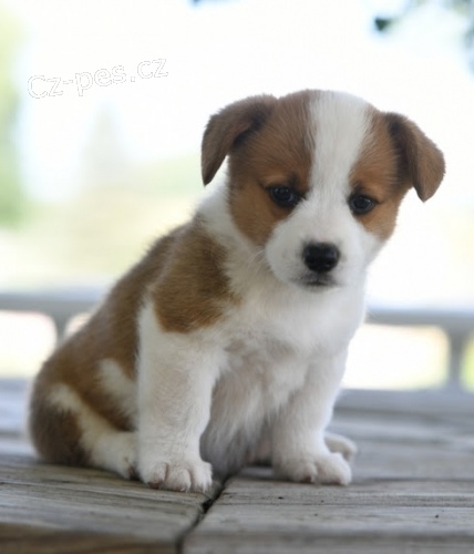 kr�sn� a and�lsk� �t��ata Pembroke Welsh Corgi na prodej. moje �t��ata �t��at Pembroke Welsh Corgi jsou dob�e vycvi�en� a miluj� mazlen�. jsou socializovan� a hygienicky vy�kolen�. jsou nyn� p�ipraveni j�t do sv�ch nov�ch domov�.