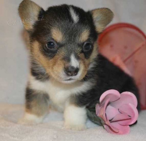Prod�m �t��ata Pembroke Welsh Corgi. moje �t��ata welsh corgi Pembroke jsou o�kovan� a od�erven�.