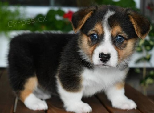 Prod�m �t��ata Pembroke Welsh Corgi.